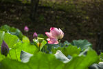 莲花池