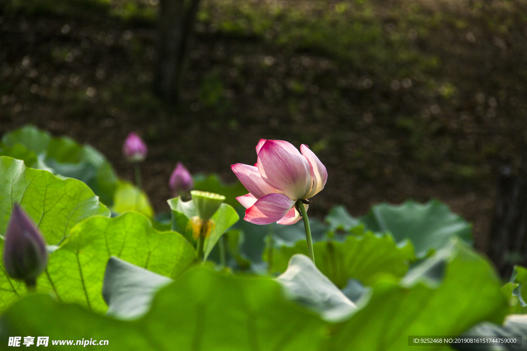 莲花池