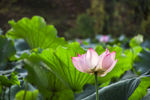 莲花池