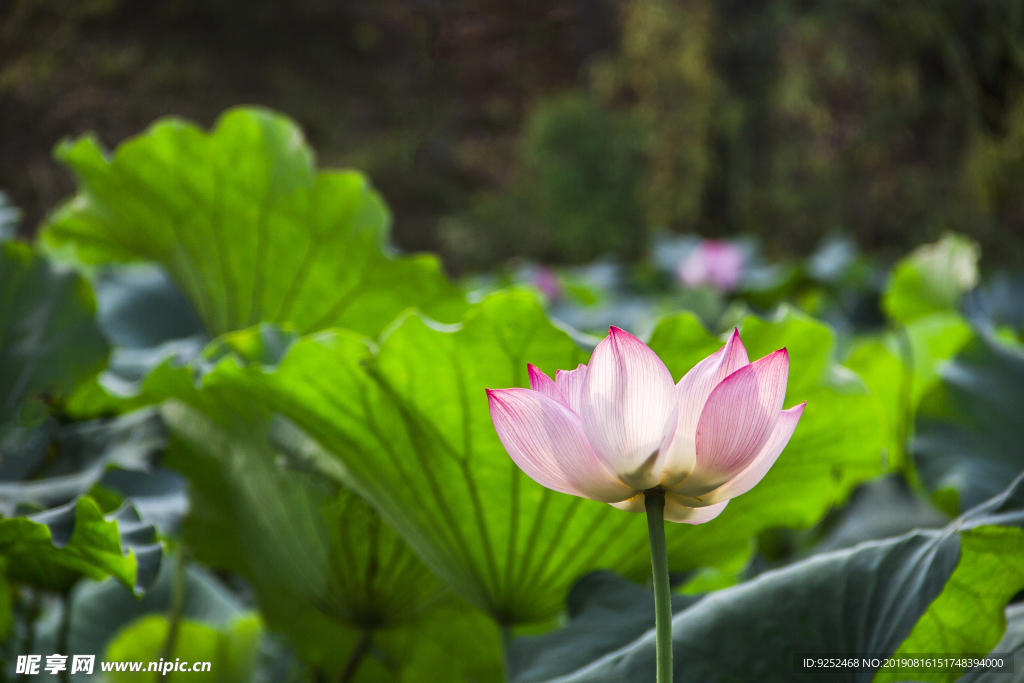 莲花池
