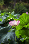 莲花