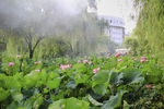 莲花池