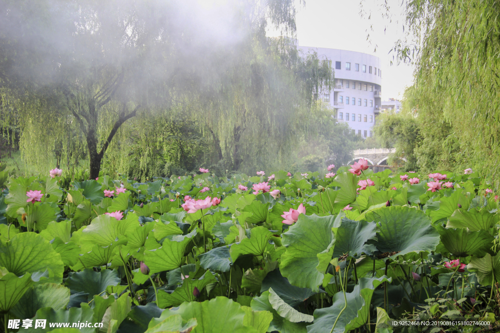 莲花池