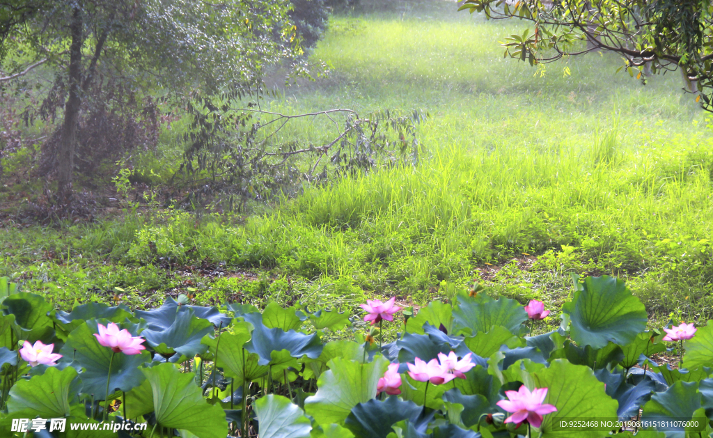 莲花池