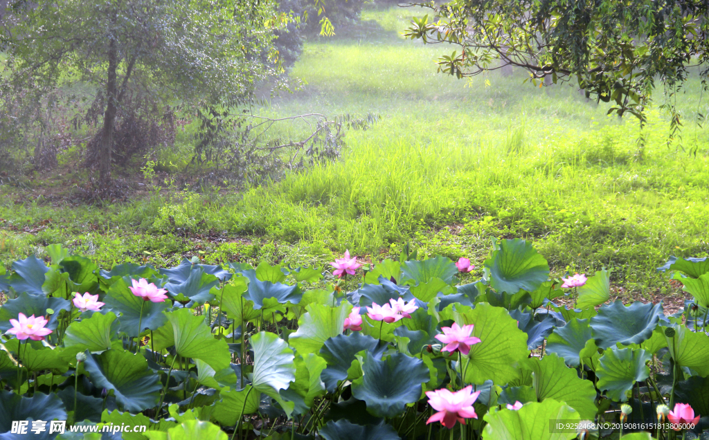 莲花池