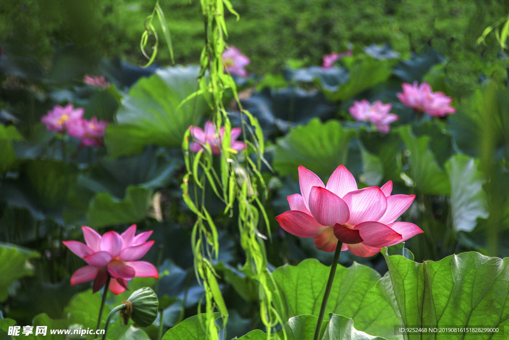 莲花池