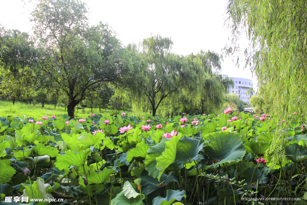 莲花池