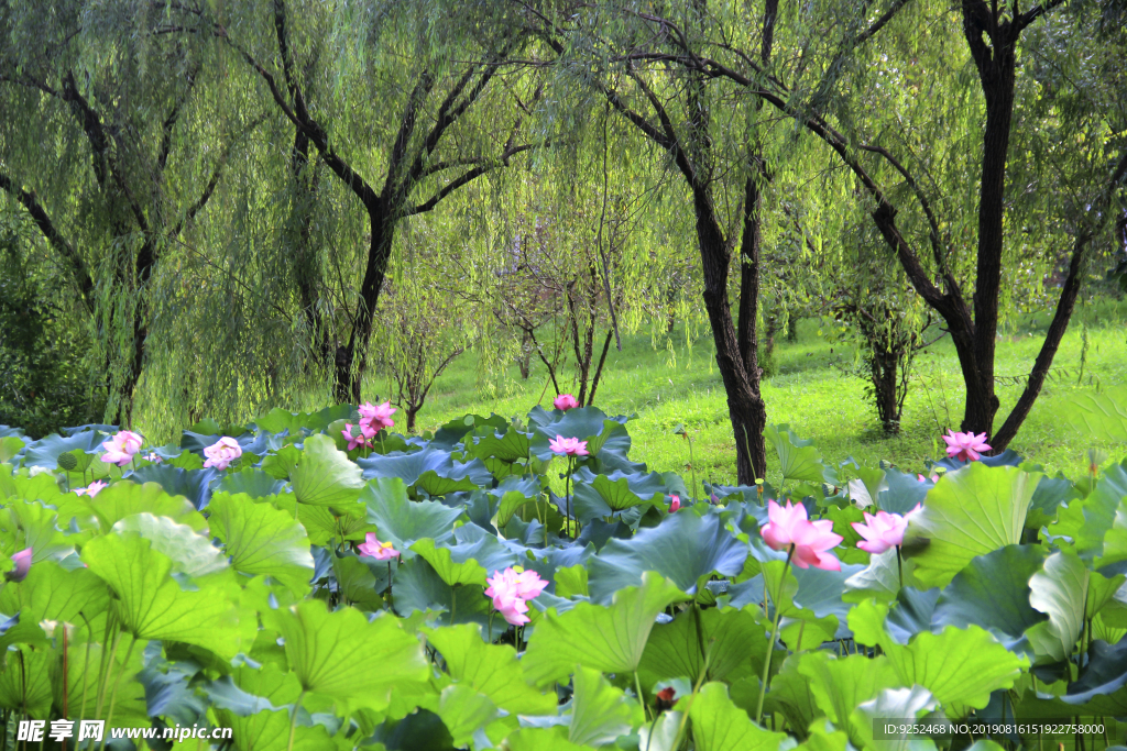 莲花池