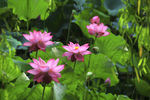 莲花池