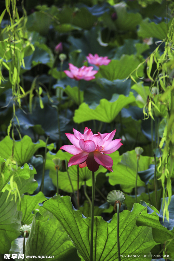 莲花