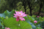 莲花池