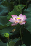 荷花素材