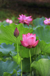 莲花池