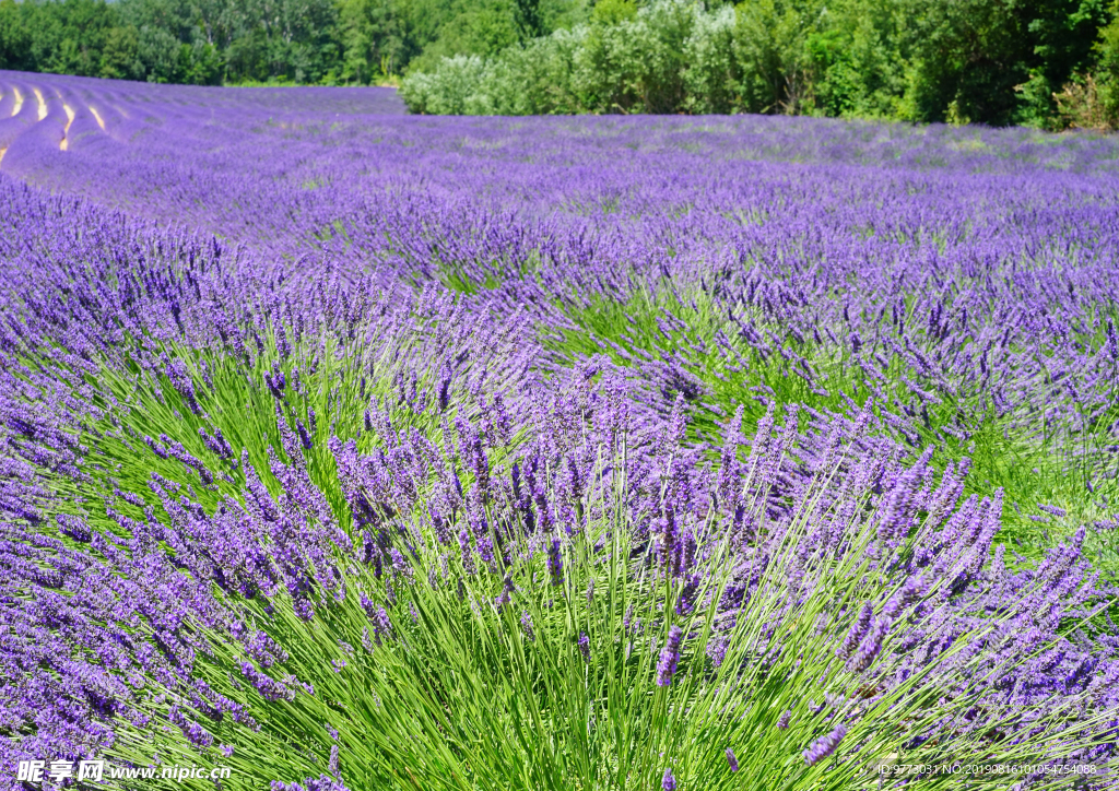 薰衣草田