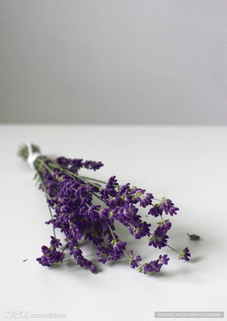 薰衣草