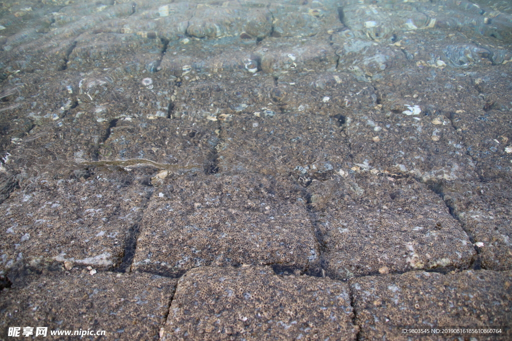 海边岩石贝壳石阶