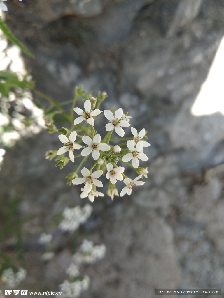 泽珍珠菜 报春花