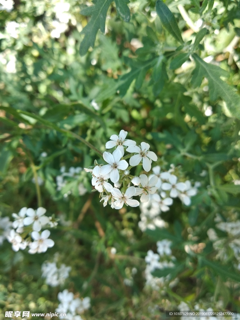 泽珍珠菜 报春花