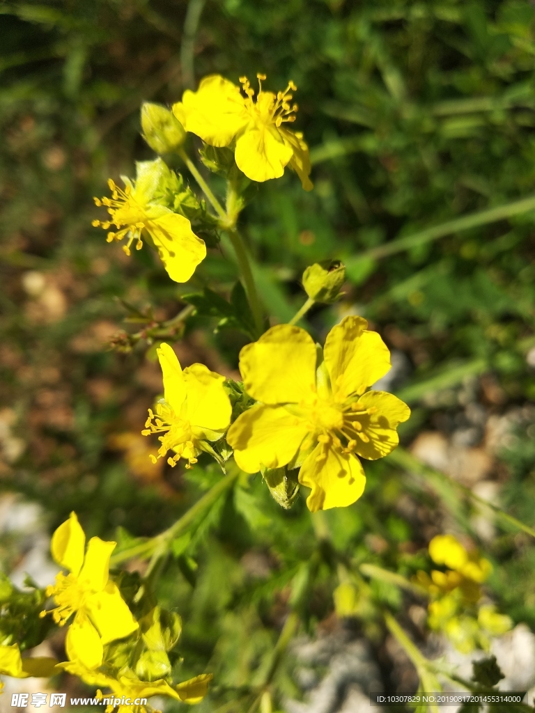 黄花 野花