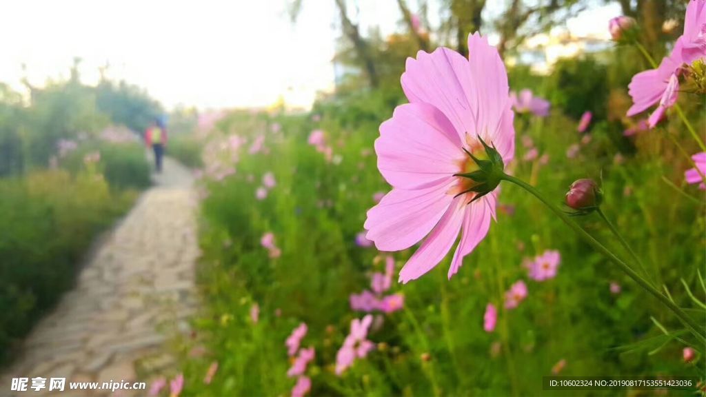 波斯菊