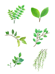 卡通植物树叶