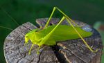 绿色蝗虫蚂蚱