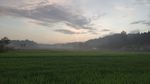 田野
