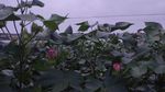 棉花