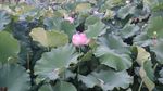莲花