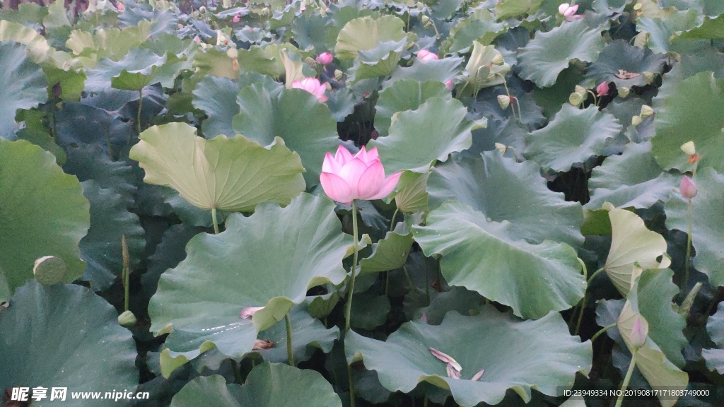 莲花