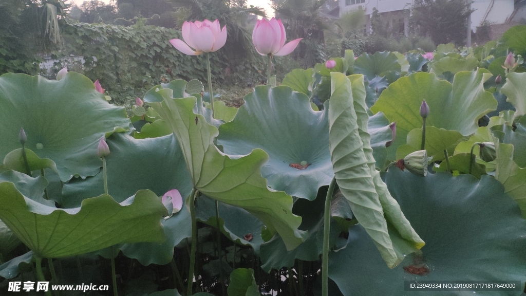 荷花