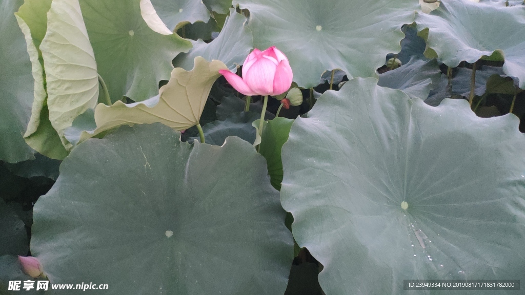 荷花