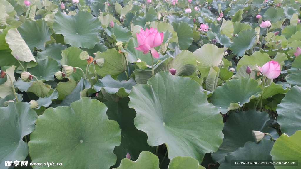 荷花