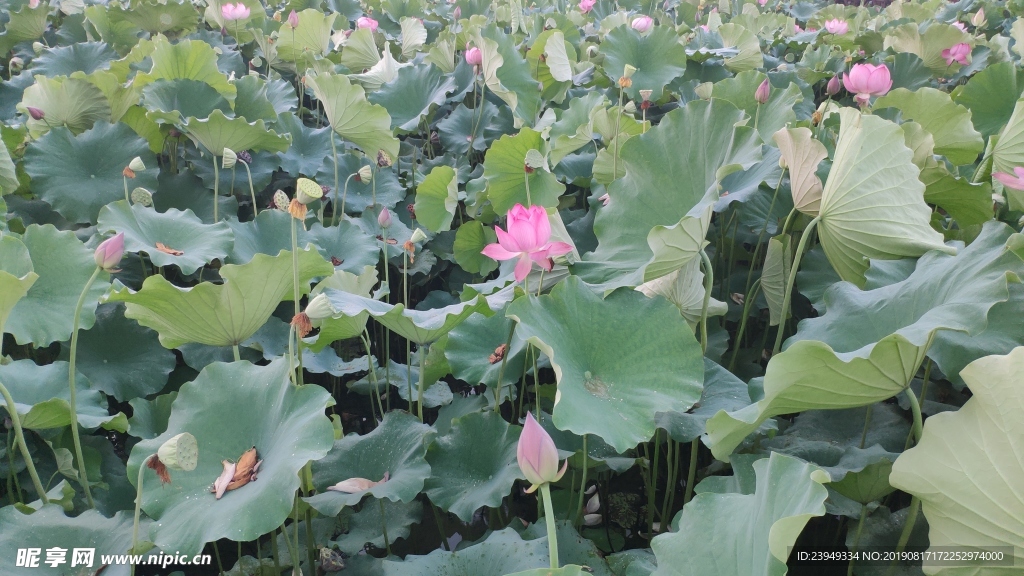 荷花