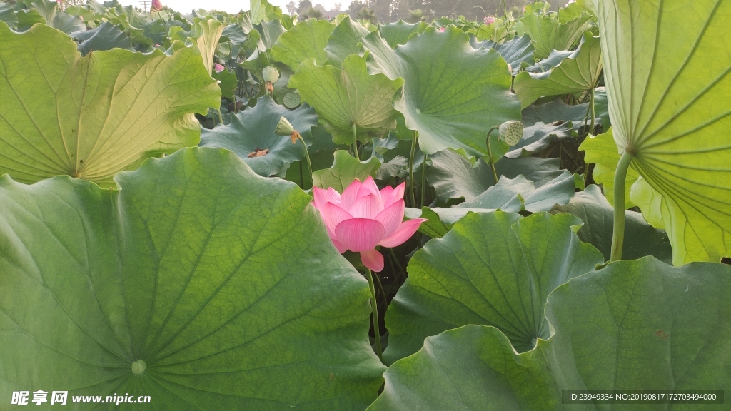 荷花