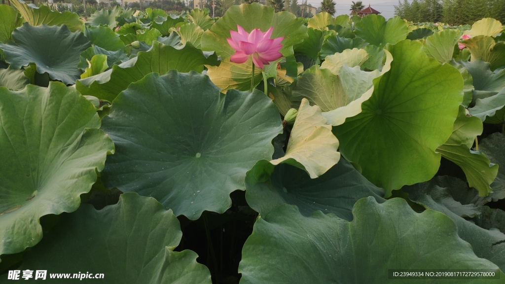 荷花