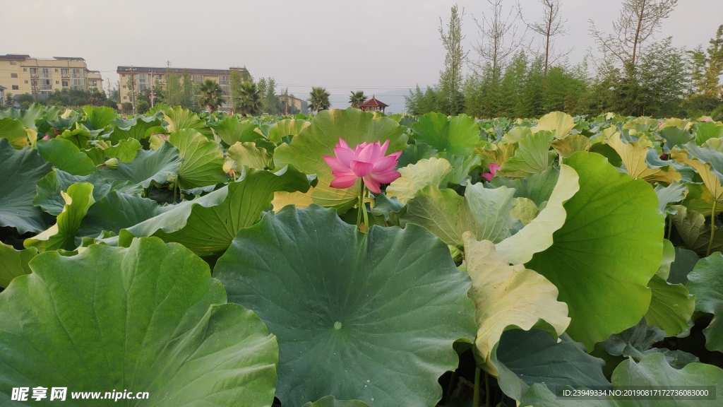 荷花