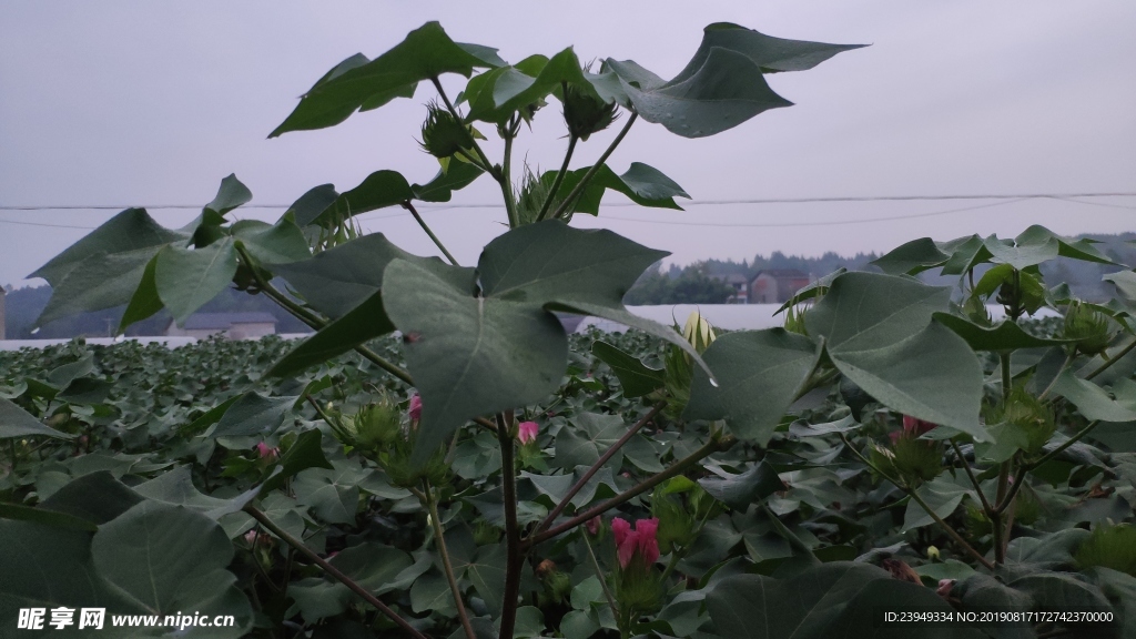 棉花