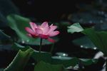 一朵盛开的莲花