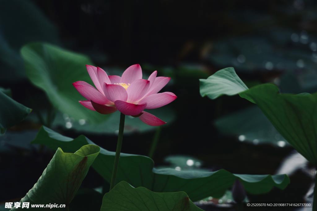 一朵盛开的莲花