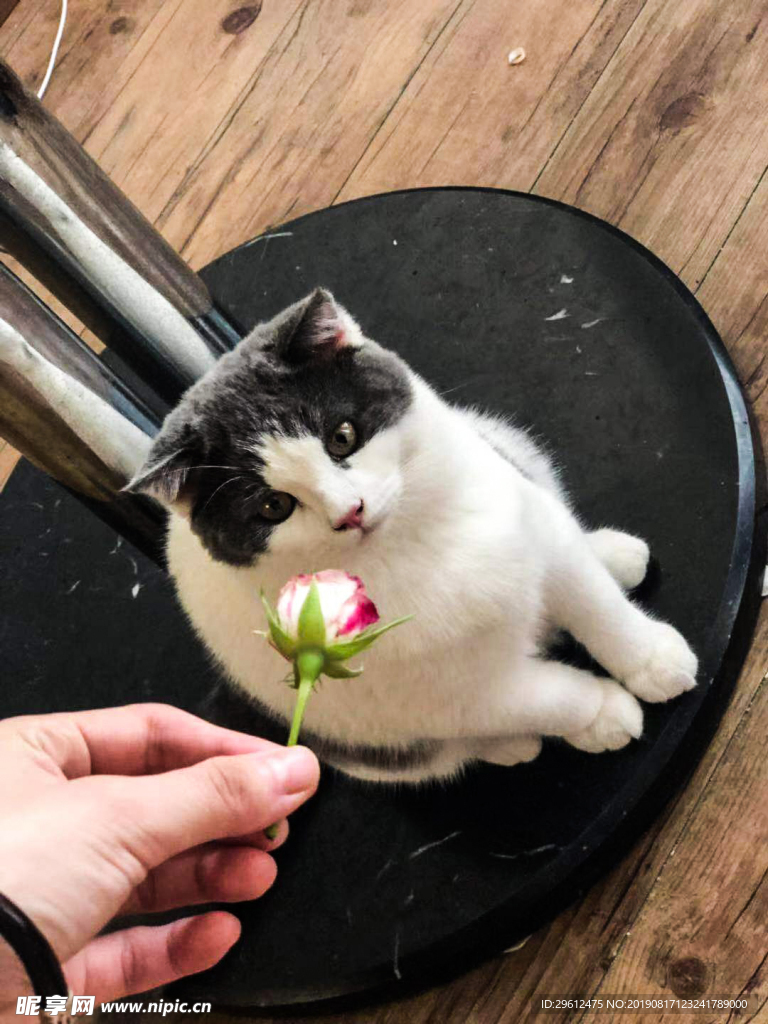 猫