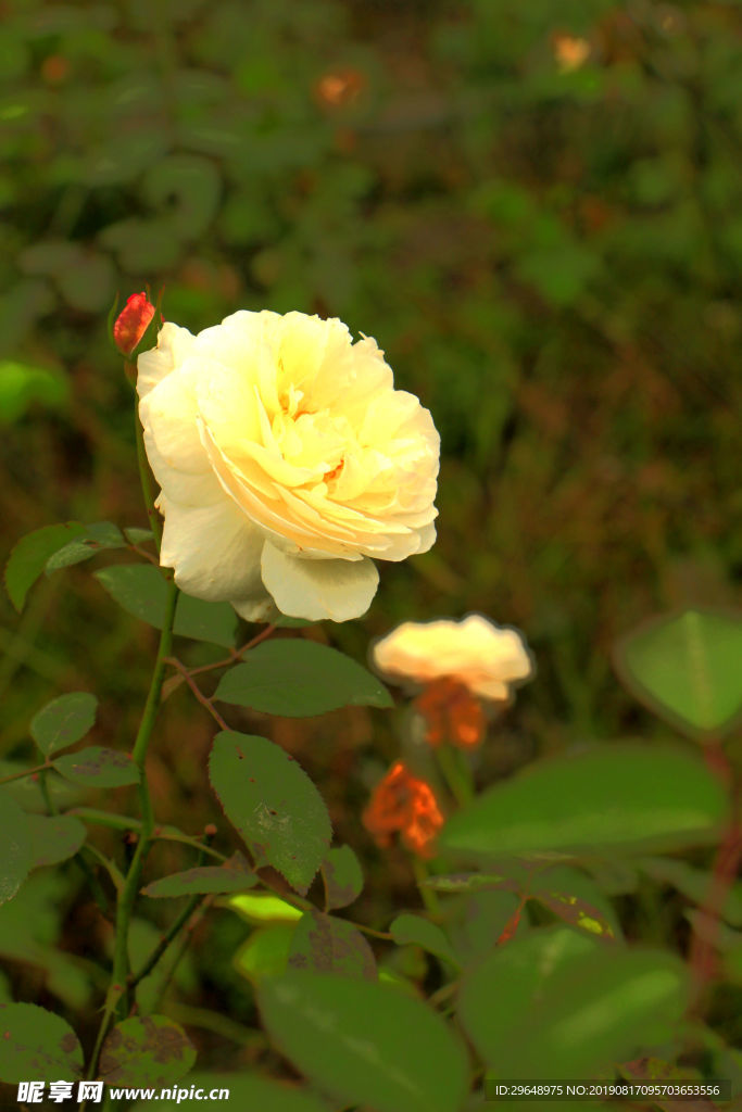 黄白玫瑰