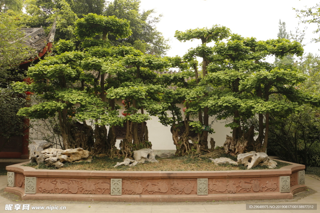 植物 植被 公园 绿色 素材