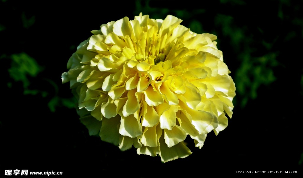 黄色万寿菊花朵