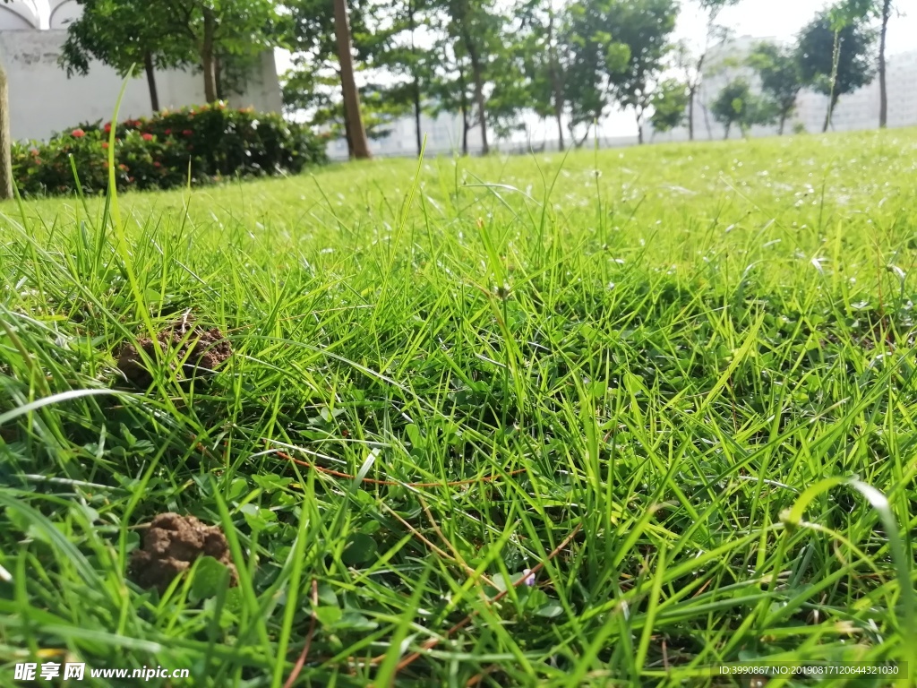 草地
