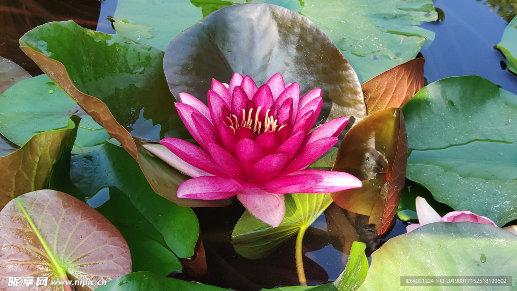 花 睡莲 莲花 植物  绿叶