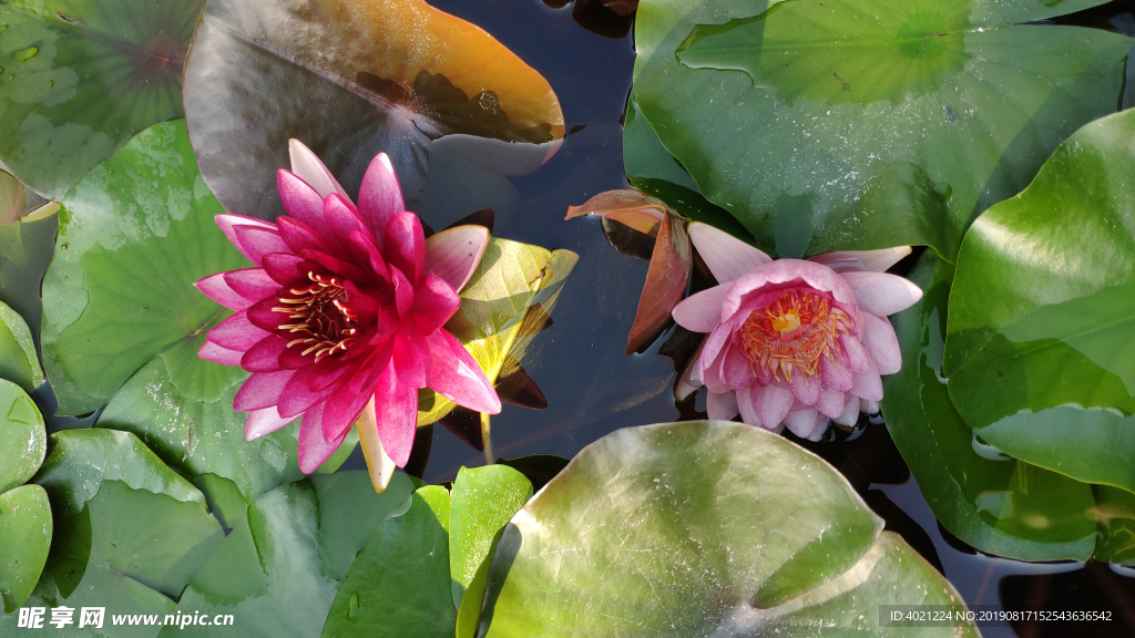 花 睡莲 莲花 植物  绿叶