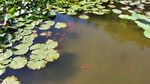 睡莲  植物  绿叶 红鲤鱼