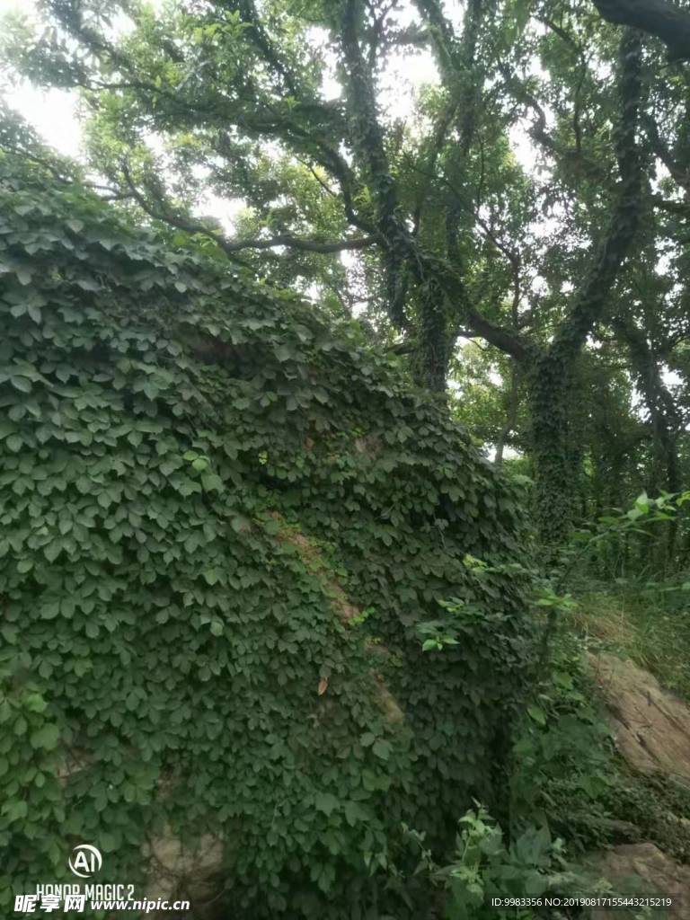 花果山