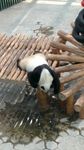 熊猫